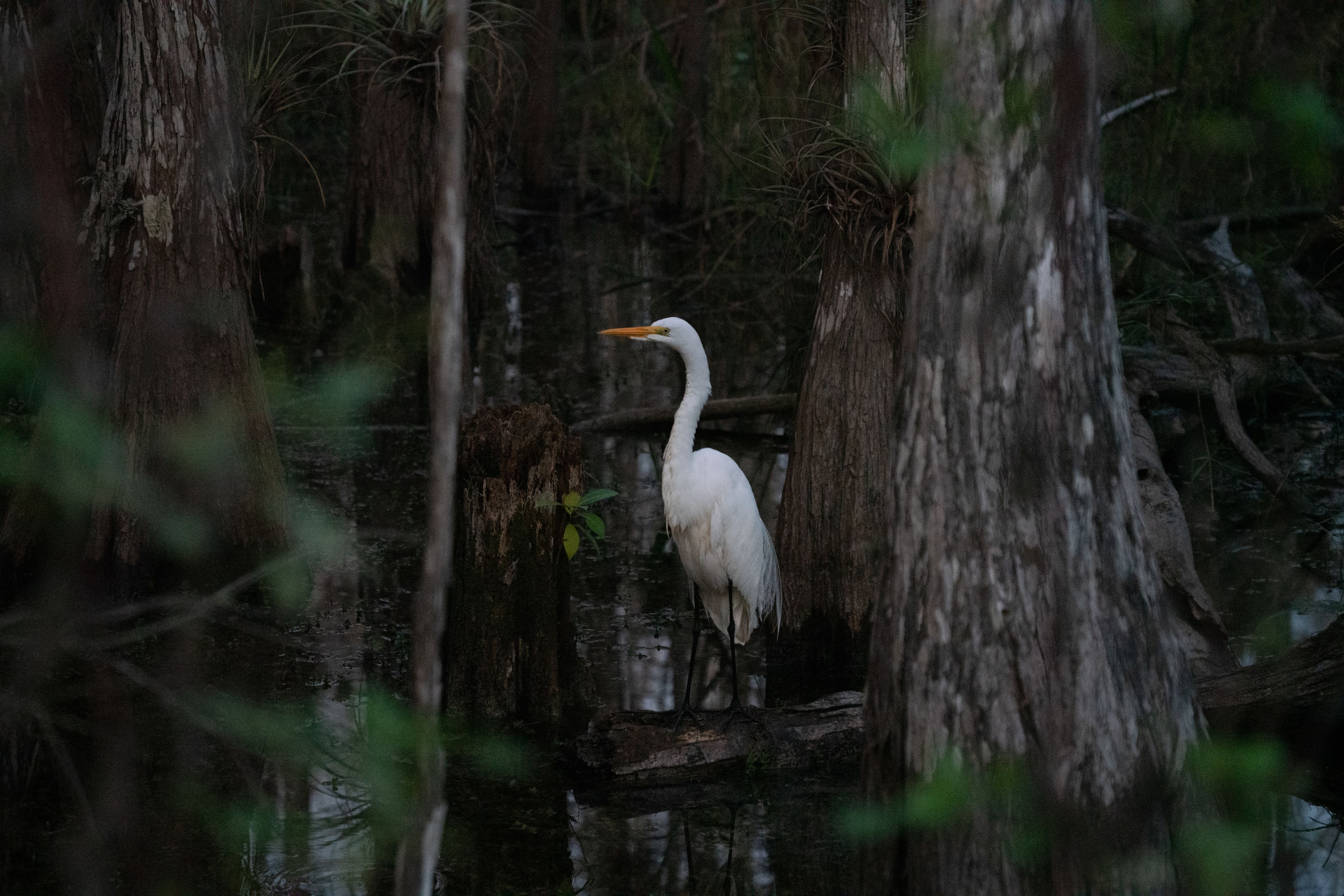 Florida Wildlife Corridor Foundation 2022 Impact Report