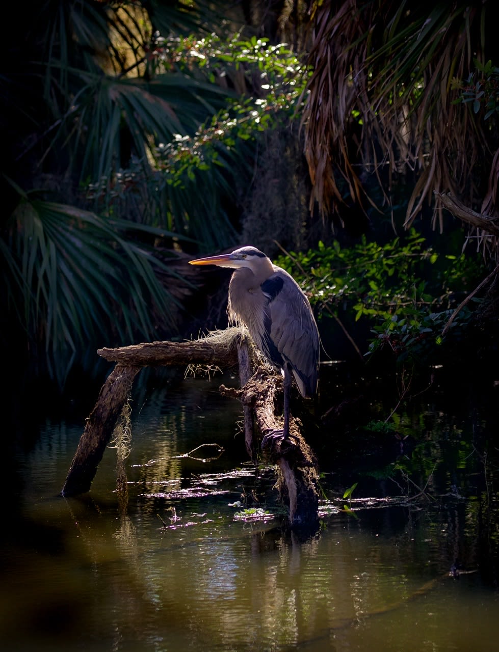 A great blue heron standing on a log next to water.