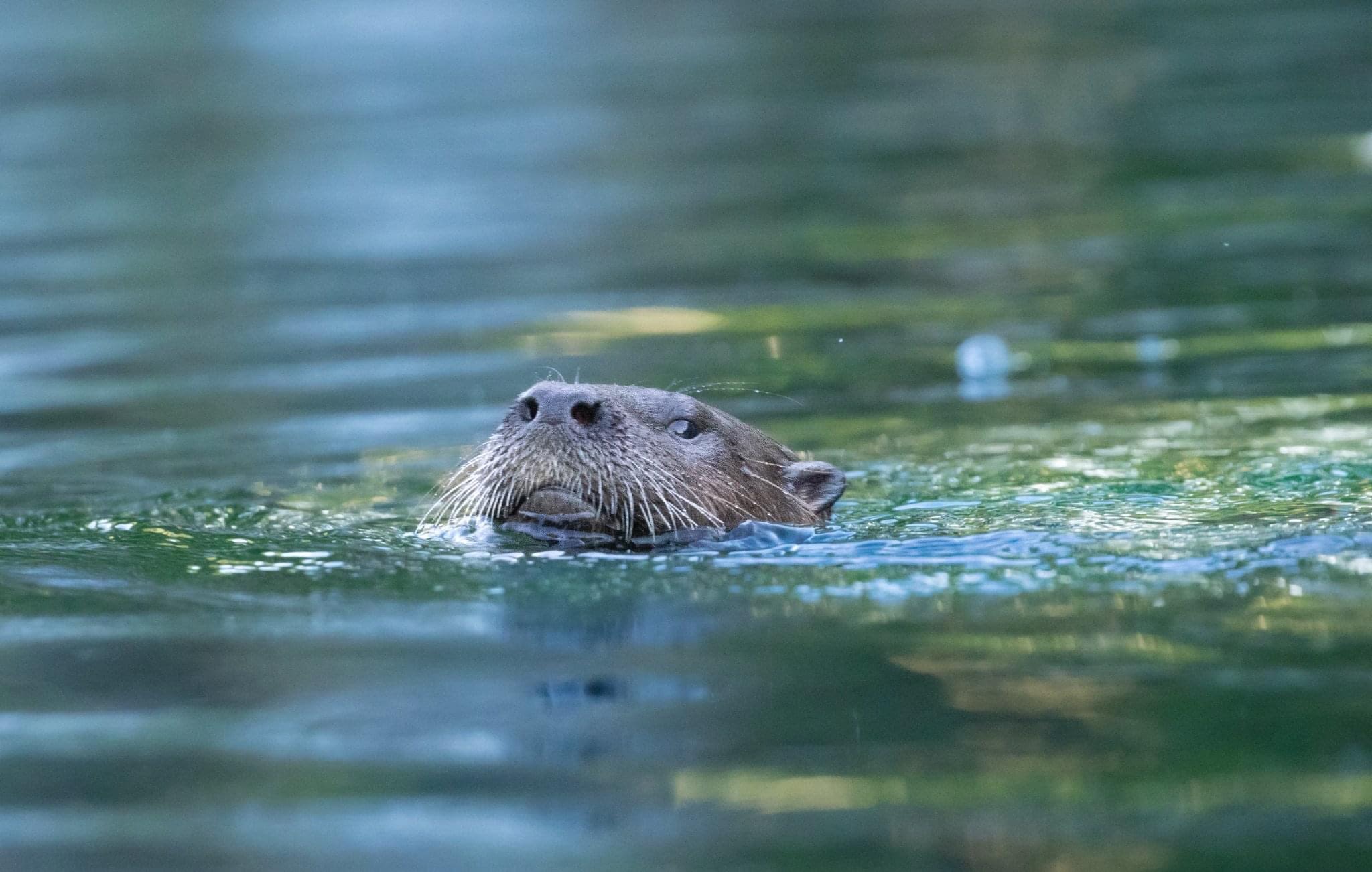 An otter swimming with its head above the water.