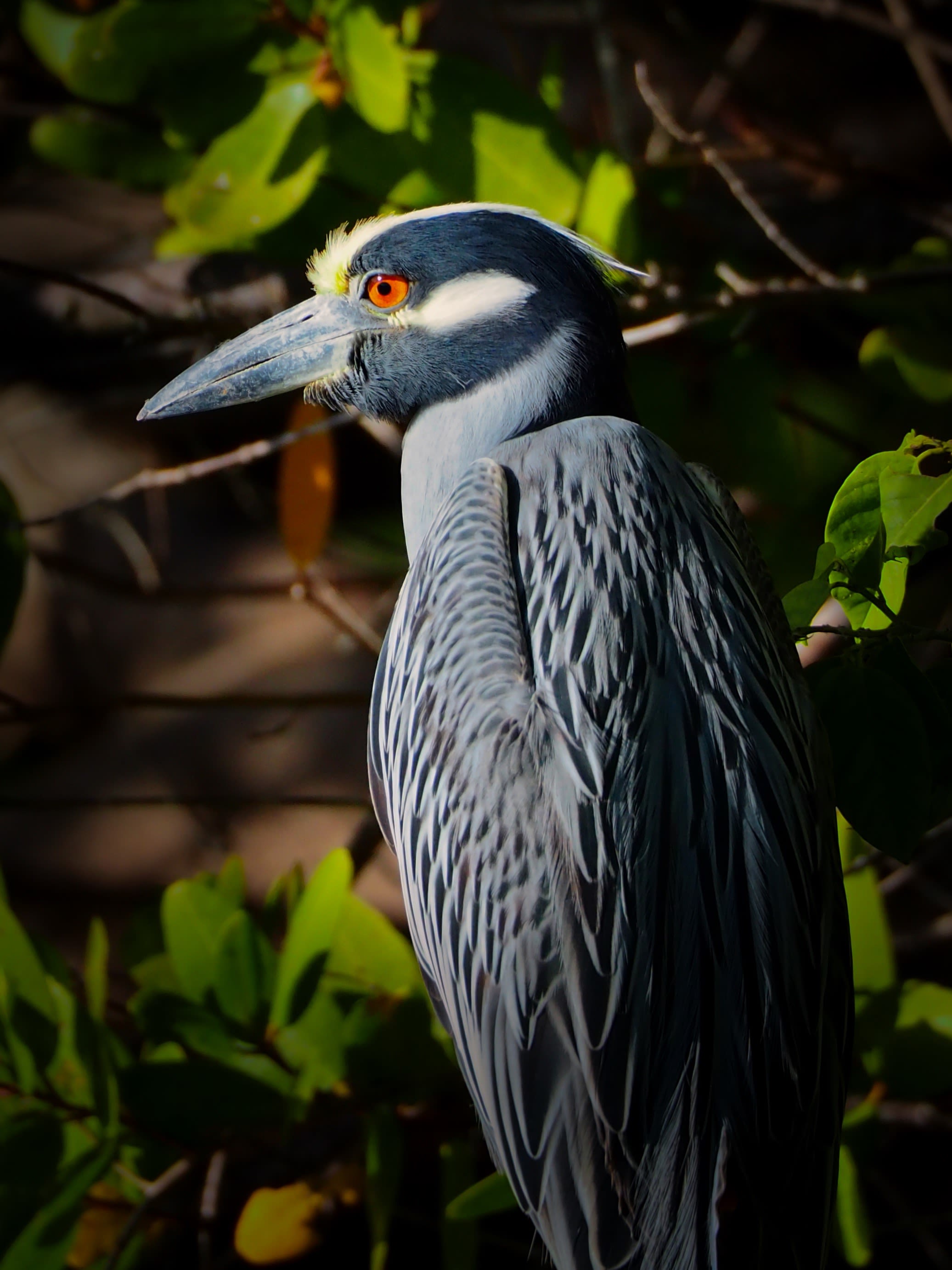 Side profile of a yellow-crowned night heron.