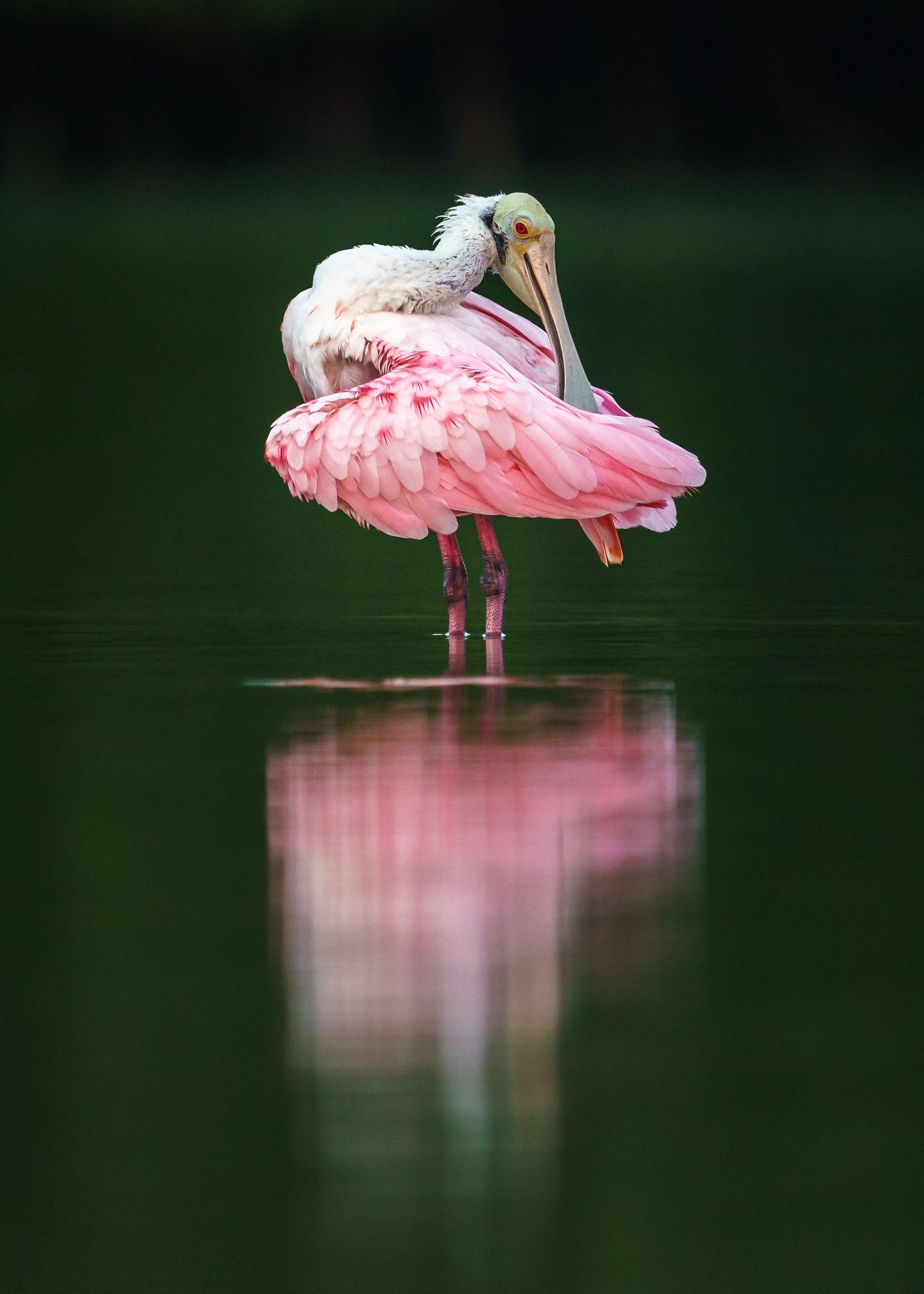 A roseate spoonbill standing in water preening.