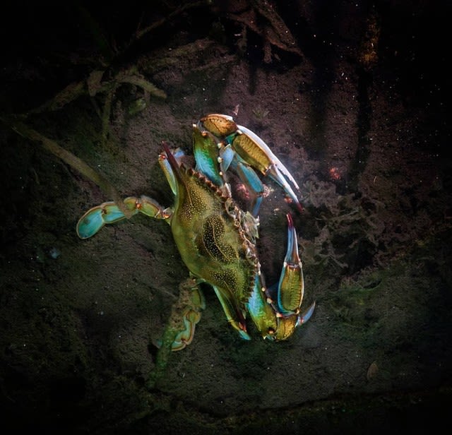 An Atlantic blue crab
