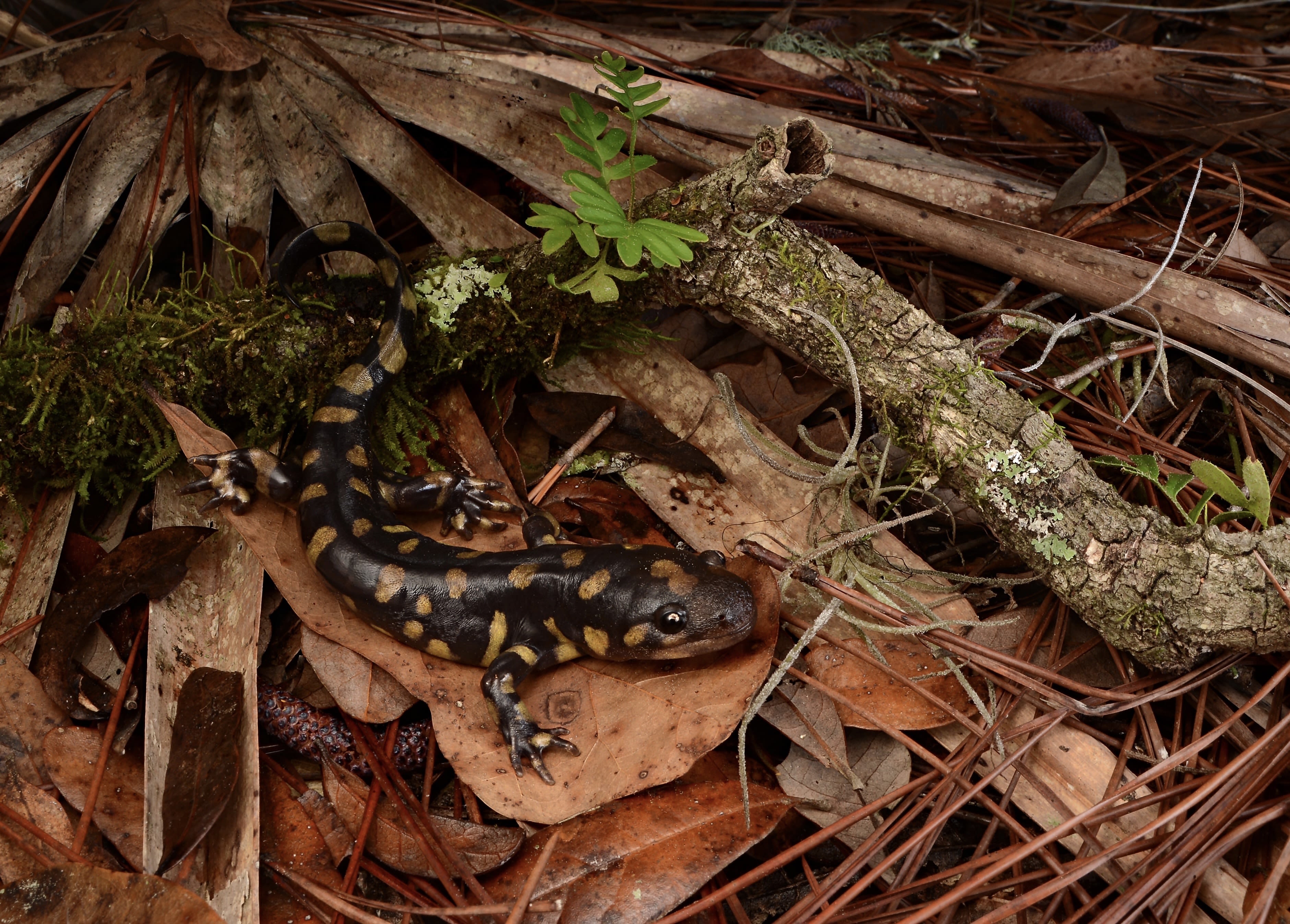 Tiger salamander on a forest floor.