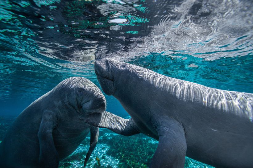 Two manatees underwater in a spring. One manatee has its flipper under the other manatee's chin.