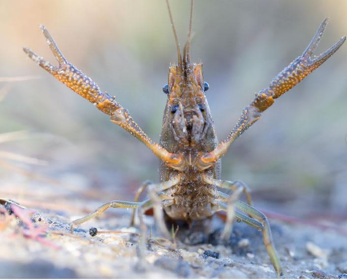 An everglades crayfish with his arms up