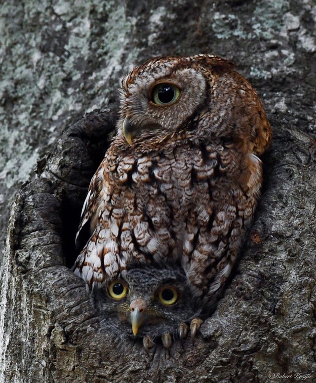 Two eastern screech owls looking out of a hole in a tree.