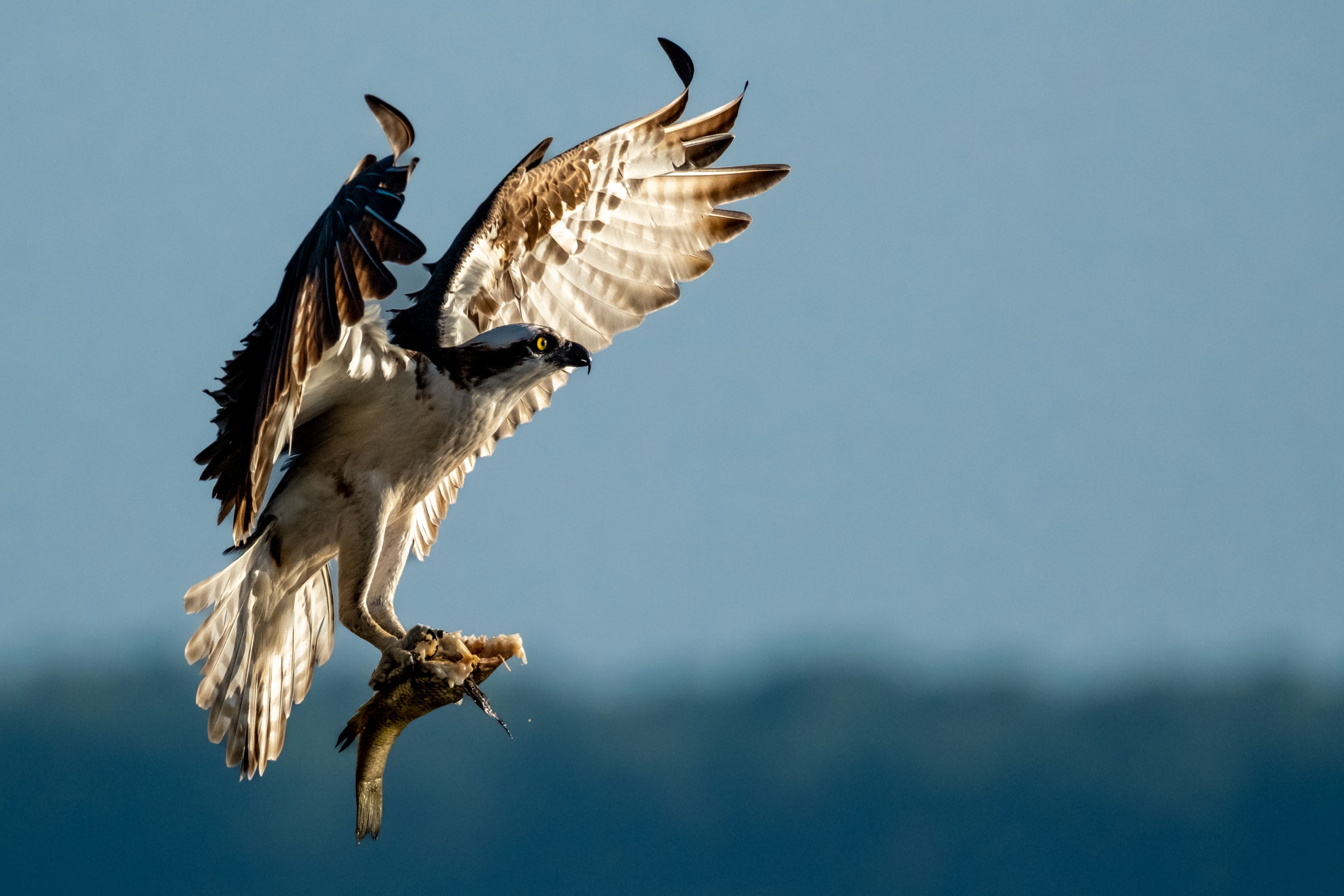 An osprey flying with a fish in its tallons.