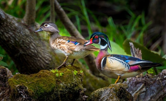 A pair of wood ducks standing on a log.
