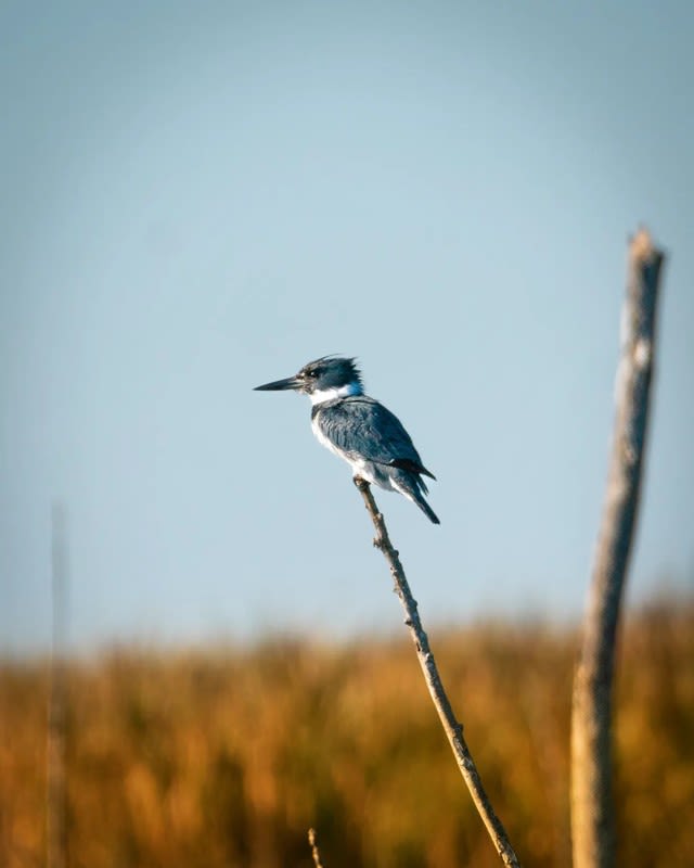 Belted kingfisher perched on a stick.