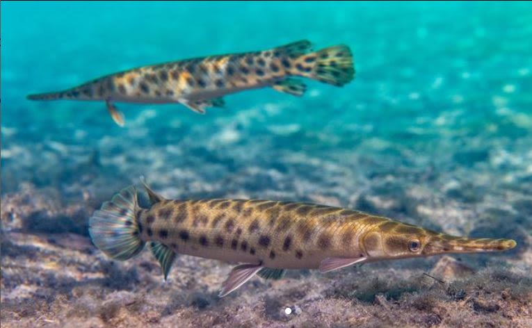 Two Florida gar swimming in a spring.