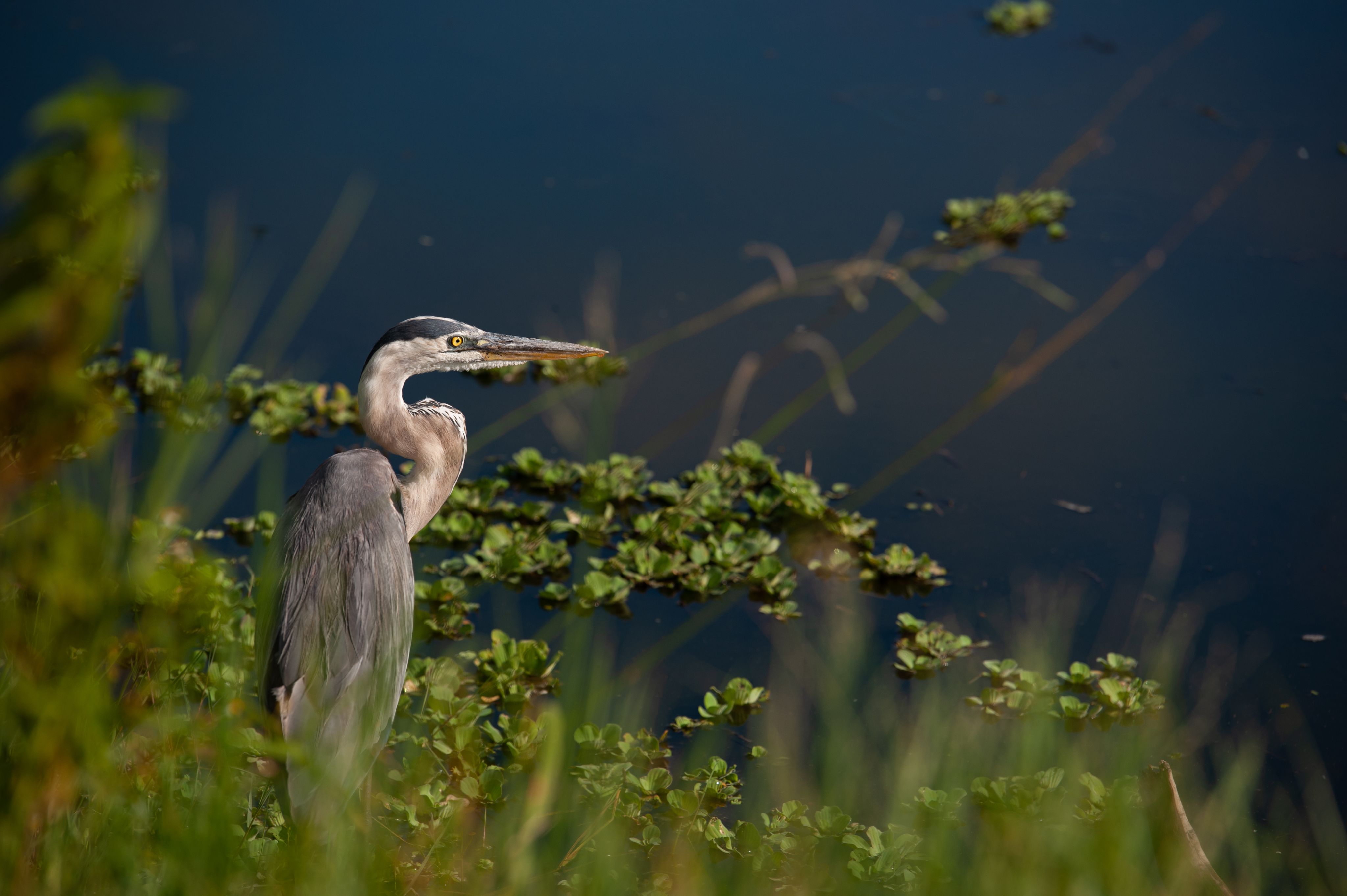 A great blue heron next to a pond.