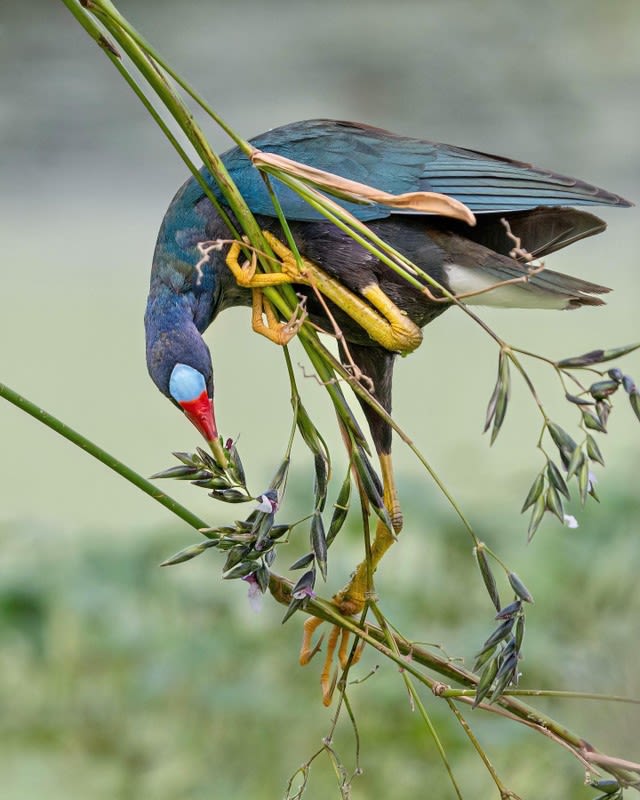 A purple gallinule perched on grasses.