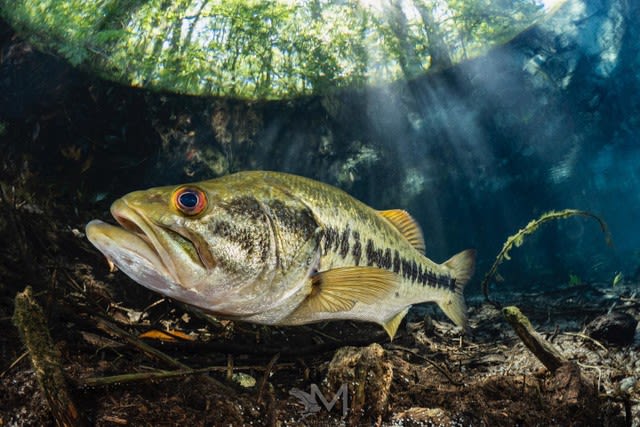 Largemouth bass swimming.