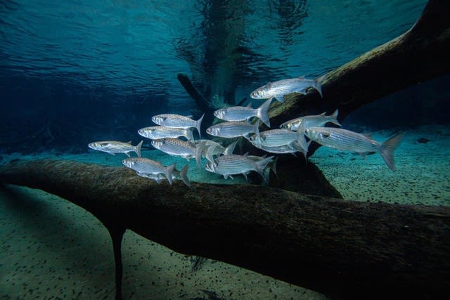Striped mullet swimming in a spring