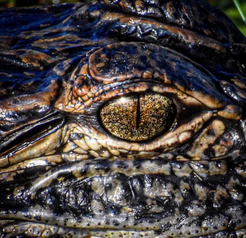 Close up of an American Alligator's eye