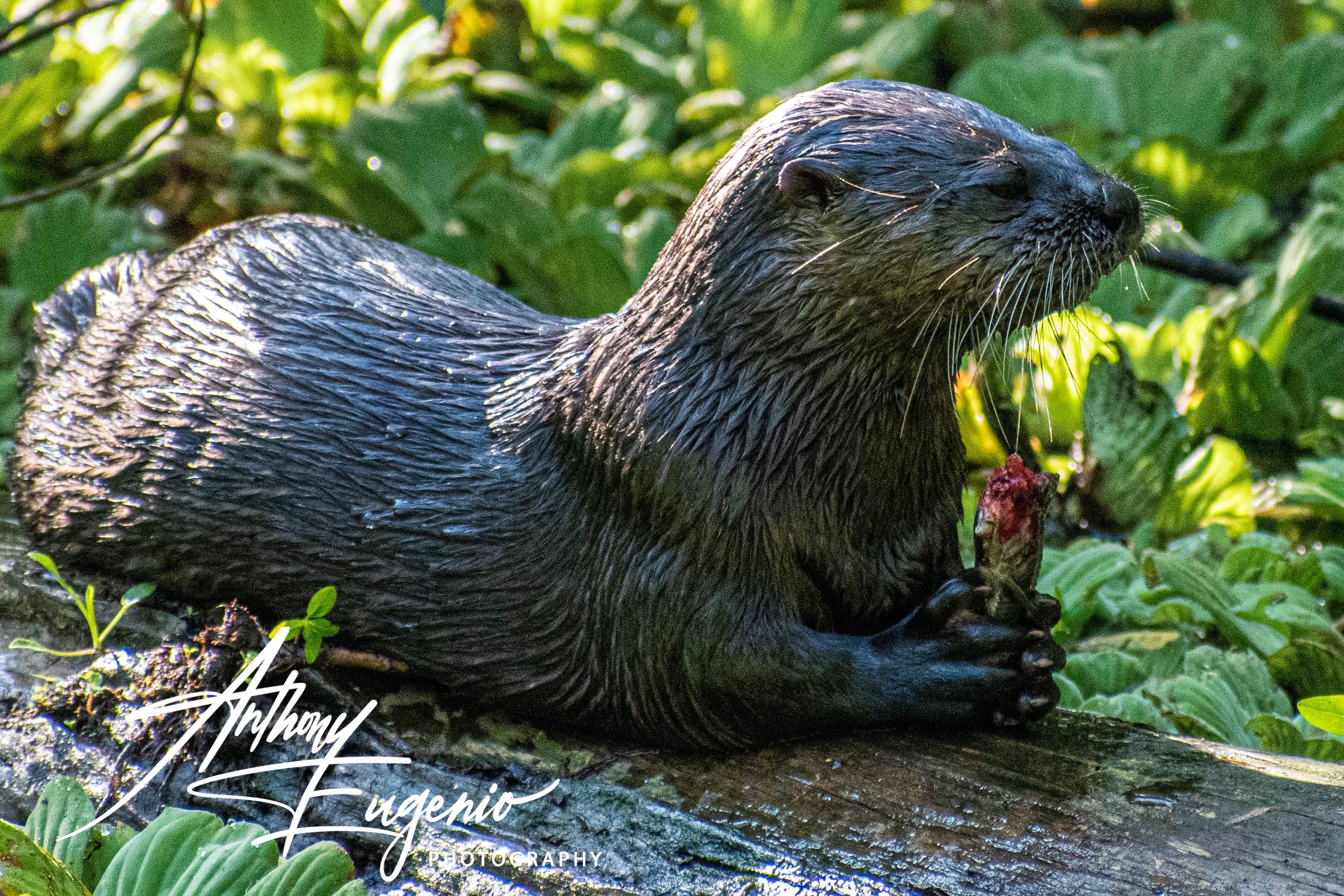 A river otter laying on a log eating a fish.
