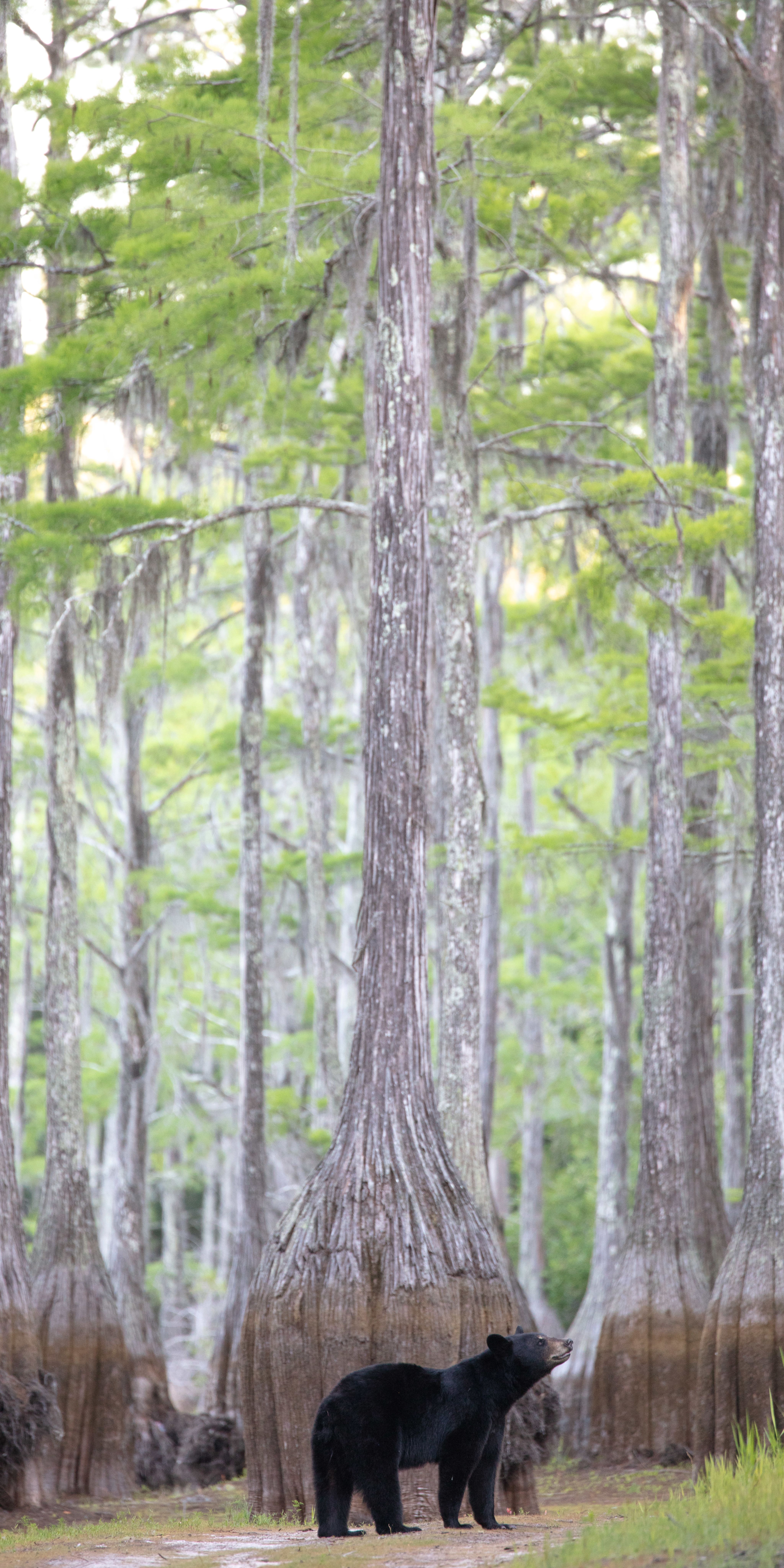 A Florida Black Bear standing next to a forest of cypress trees.